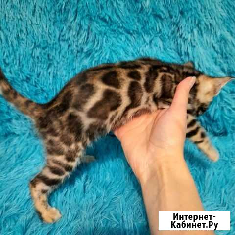 Бенгальские котята Нижний Новгород - изображение 1