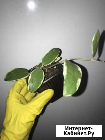 Хойя Verticillata albomarginata Таганрог - изображение 1