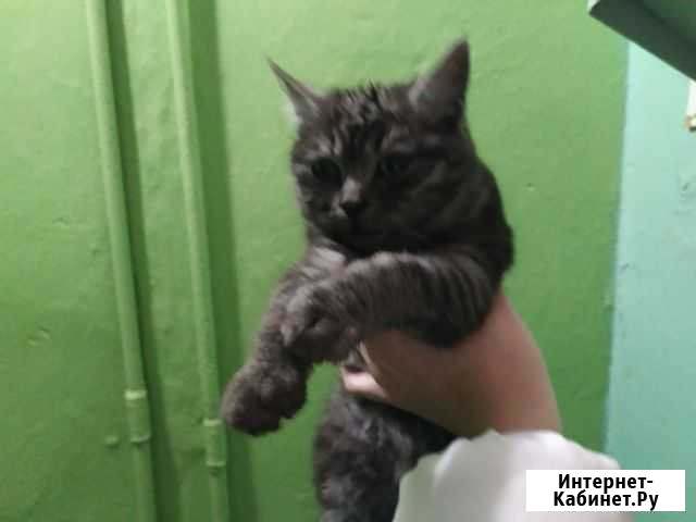 Кошка в дар в добрые руки бесплатно Симферополь - изображение 1