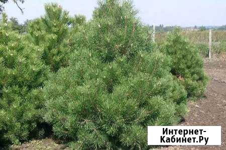 Семена сосны чёрной Волгоград - изображение 1