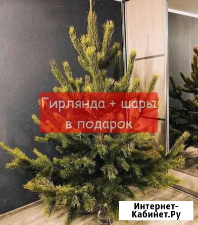 Елка живая (сосна) Хабаровск - изображение 1