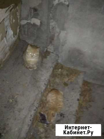Рыжие милые котята веселье и радость в семье Ростов-на-Дону - изображение 1