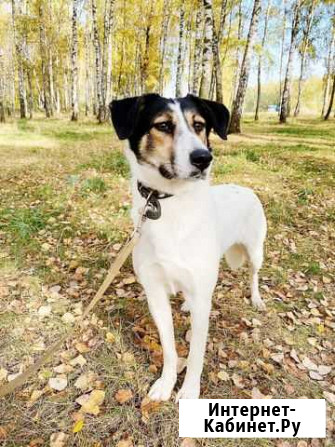 Собачка в добрые руки Москва - изображение 1