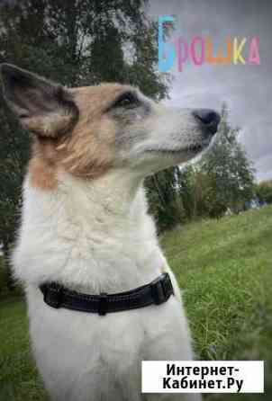 Нежная собака из приюта на дожитие Москва