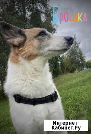 Нежная собака из приюта на дожитие Москва - изображение 1