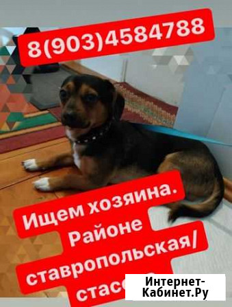 Собака Краснодар - изображение 1
