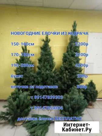 Ёлочки из кедрача Петропавловск-Камчатский - изображение 1