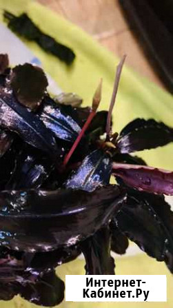 Буцефаландра Краснодар - изображение 1