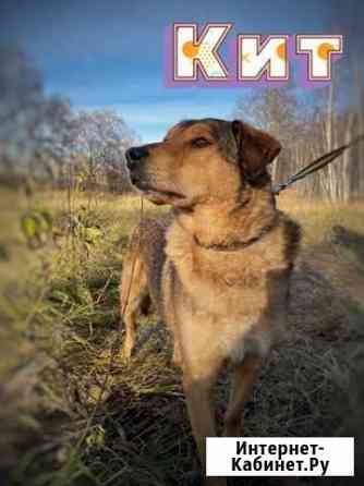 Собаке очень нужен дом Москва