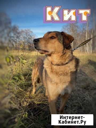 Собаке очень нужен дом Москва - изображение 1