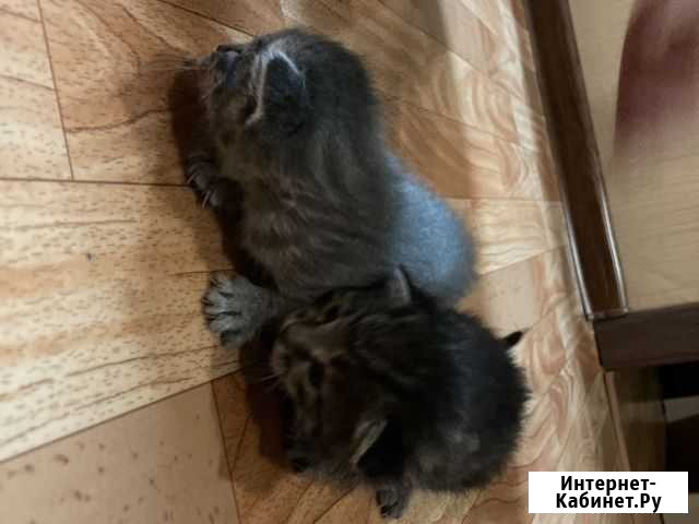 Котята в добрые руки даром Набережные Челны - изображение 1