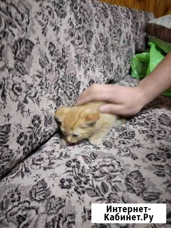 Котятки девочки Нижний Новгород - изображение 1