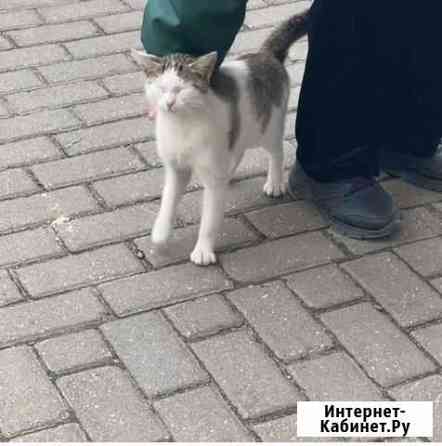 Кошка Балашиха