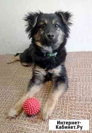 Чудесный домашний щеночек Зося в добрые руки Москва