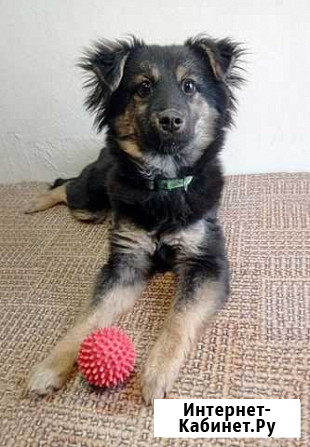 Чудесный домашний щеночек Зося в добрые руки Москва - изображение 1