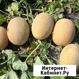 Семена дыни Голди (Goldy) Омск - изображение 1