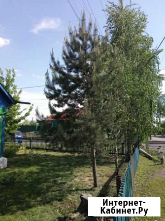 Продаю сосну 7 метров Омск - изображение 1