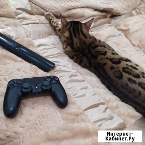 Продам Кота Бенгала(вязка) Саратов - изображение 1