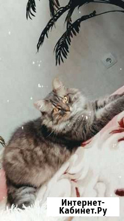 Котик в добрые руки бесплатно Краснодар - изображение 1
