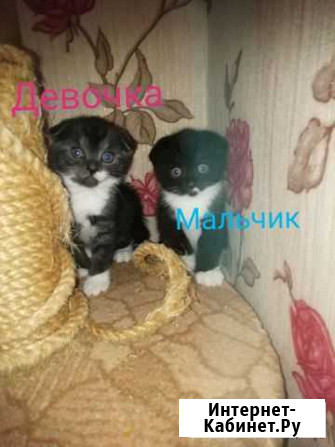 Котята вислоухии Бийск - изображение 1