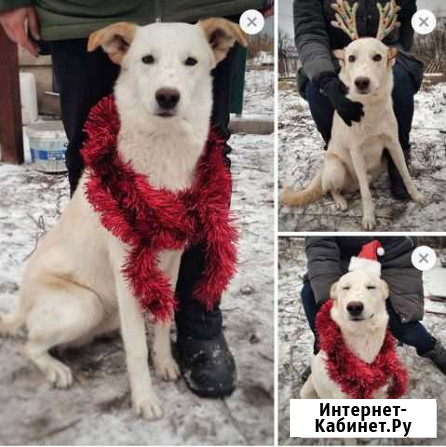 Щенок Умка 11 месяцев Воронеж - изображение 1
