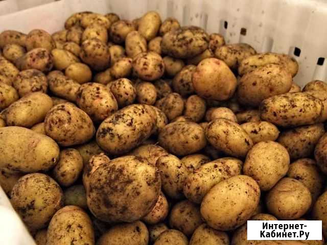 Картофель Чебаркуль - изображение 1