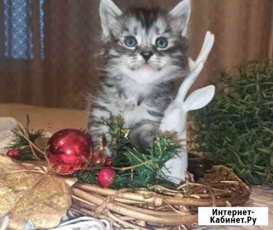 Сибирский котенок мальчик Санкт-Петербург