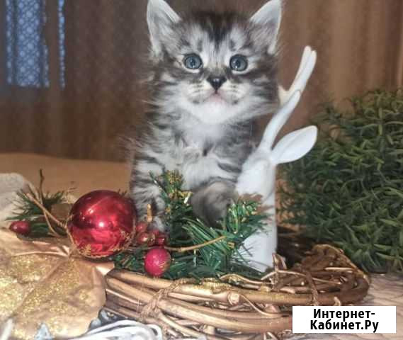 Сибирский котенок мальчик Санкт-Петербург - изображение 1