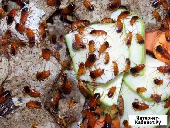 Туркменские тараканы Омск