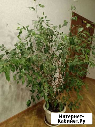 Фикус Бенджамина 1.8 м Коркино - изображение 1