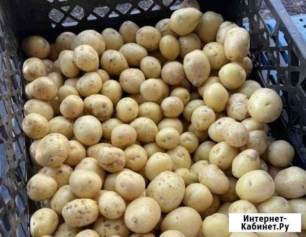 Картофель семенной, сорт Гала Калуга - изображение 1