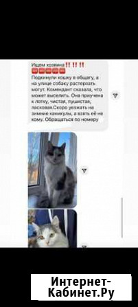 Кошка Новочеркасск - изображение 1