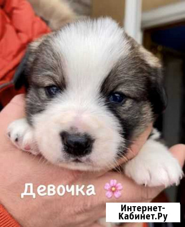 Собака Выборг - изображение 1