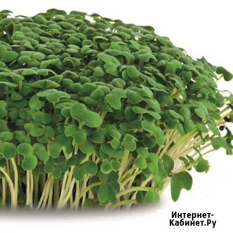 Ячмень, сорго, амарант, лён, Конопля Брянск - изображение 1