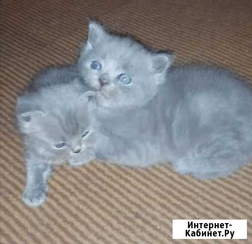 Британские котята Воскресенск - изображение 1