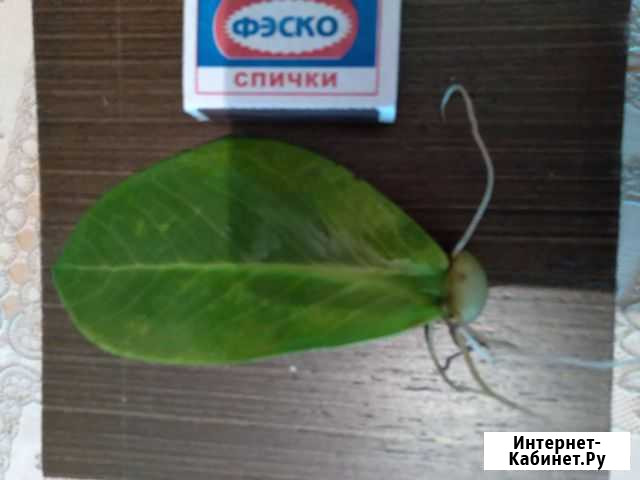 Замиокулькас-долларовое дерево Казань - изображение 1