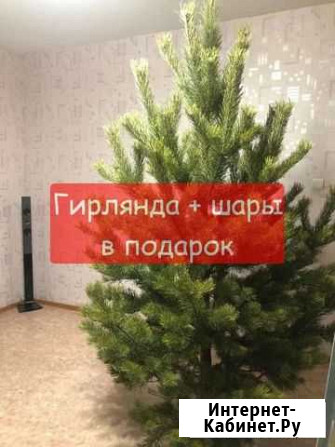 Елка живая (сосна) Хабаровск - изображение 1