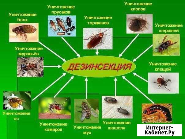 Дезинфекция, дезинсекция, дератизация Астрахань - изображение 1