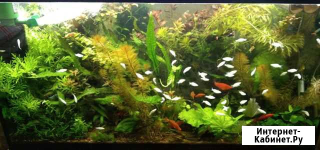 Аквариумные растения и водоросли оптом и в розницу Белгород - изображение 1