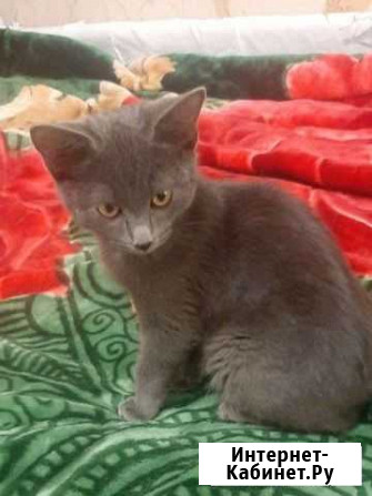 Котенок мальчик Омск - изображение 1