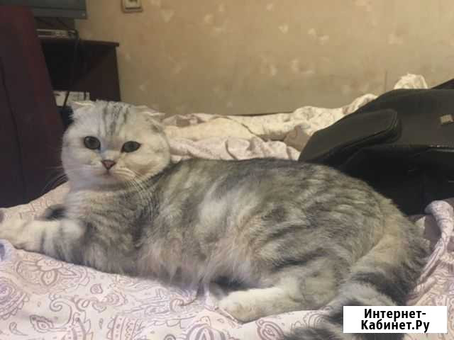 Вязка с красивым шотландским вислоухим котом Самара - изображение 1