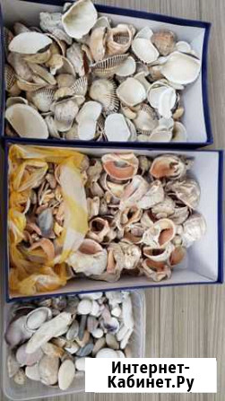 Морские камни, ракушки Тольятти - изображение 1