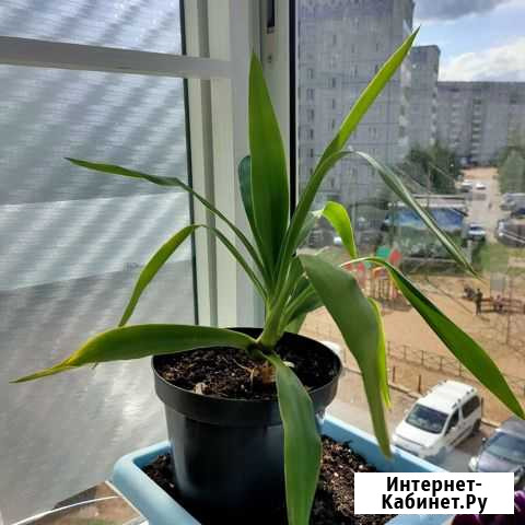 Пальма юкка Сыктывкар - изображение 1