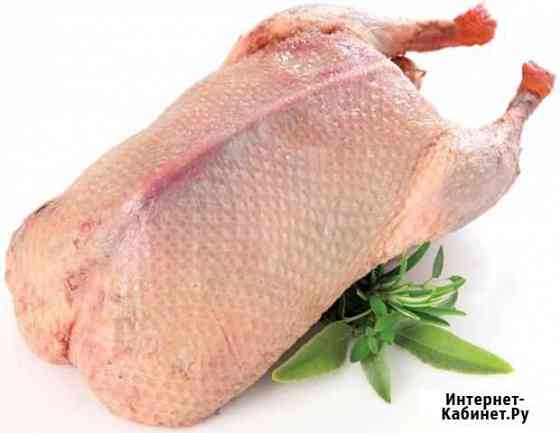 Мясо утки цена за 1 кг Рубцовск