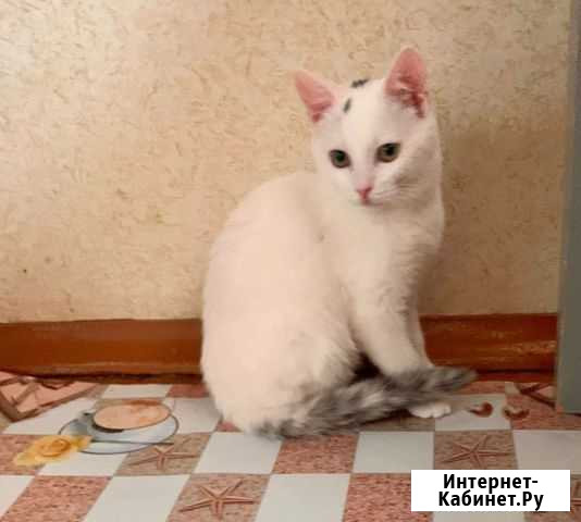 Котята 4 мес Санкт-Петербург - изображение 1