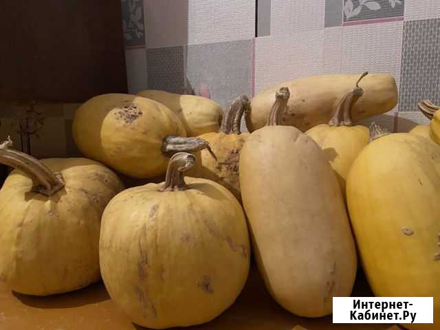 Кабачок зрелый Камышин - изображение 1