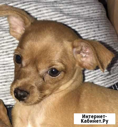 Русский той-терьер Ростов-на-Дону - изображение 1