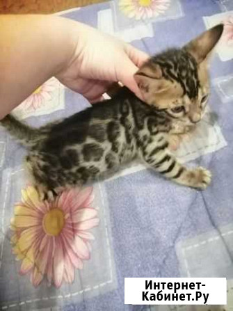 Бенгальские котята на Новый Год Нижний Новгород - изображение 1