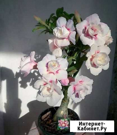 Адениум Воронеж - изображение 1