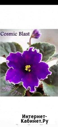 Фиалка Cosmic Blast Воскресенск - изображение 1